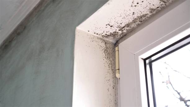Mold Remediation for Rental Properties in Warren, IN