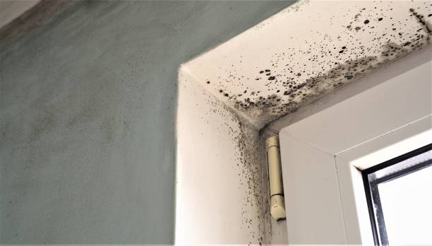 Best Mold Prevention Services  in Warren, IN