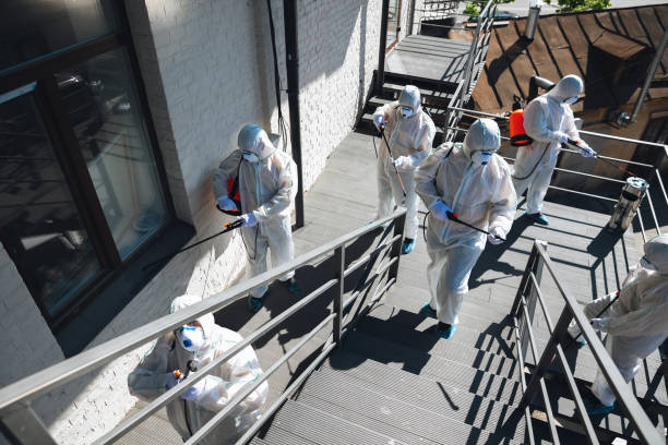 Best Basement Mold Removal  in Warren, IN