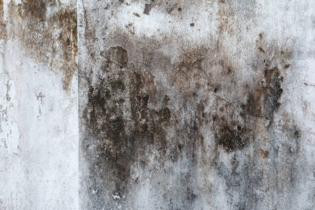 Best Black Mold Removal  in Warren, IN