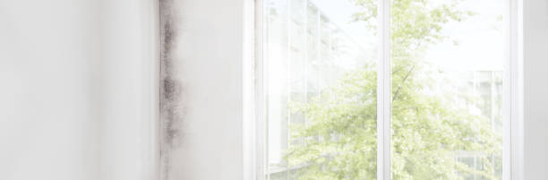 Best Commercial Mold Inspection  in Warren, IN