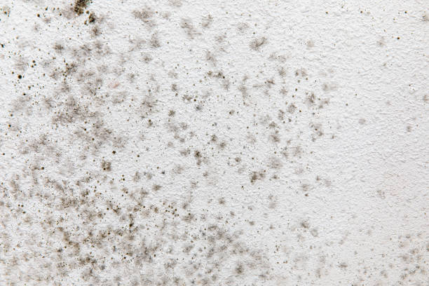 Best Residential Mold Inspection & Testing  in Warren, IN