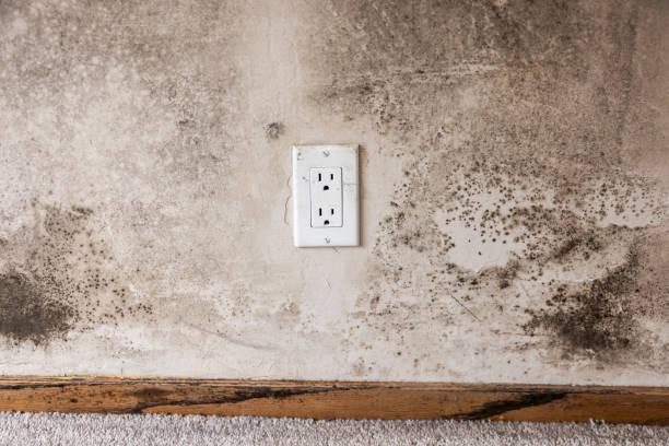 Best Asbestos and Lead Testing During Mold Inspection  in Warren, IN