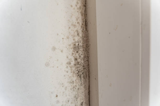 Best Airborne Mold Testing  in Warren, IN