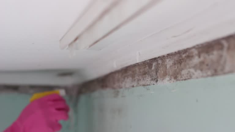 Reliable Warren, IN Mold Removal Solutions
